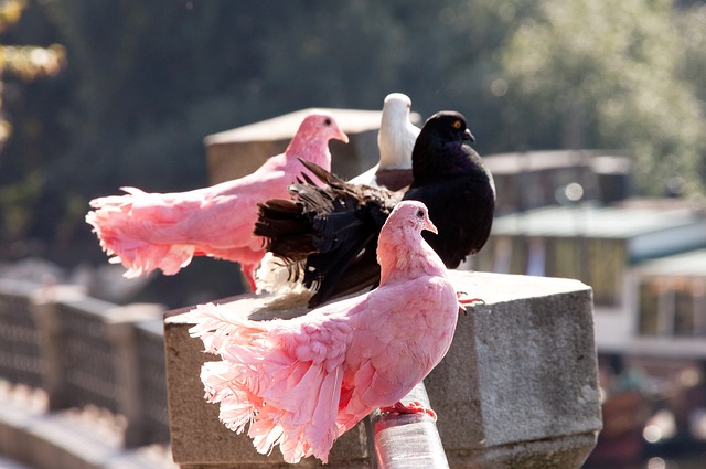 活力的打法 活力的打法